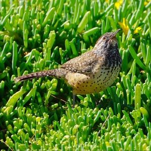 COPY - 8x10 Wooden Plaque